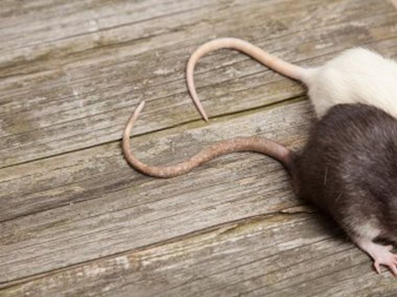 Effective Rat Control Tactics: Pest Management Insights